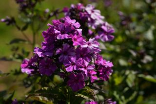 Phlox Paniculata Le Madhi